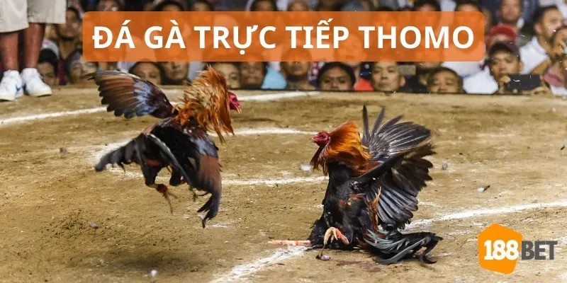 Đấu trường Thomo mang tới các trận đấu hấp dẫn và kịch tính 