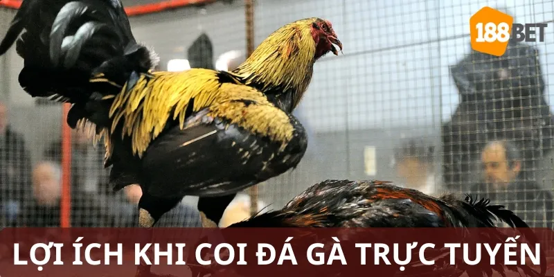 Xem đá gà trực tuyến mang tới lợi ích về thời gian và tài chính 