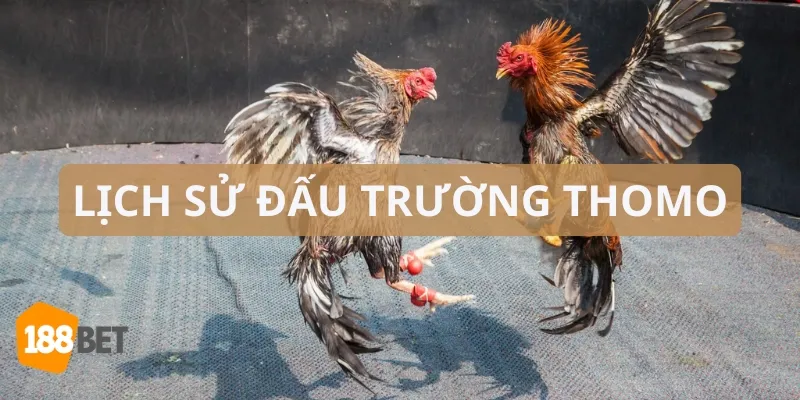 Đấu trường Thomo là trường gà nổi tiếng và chuyên nghiệp