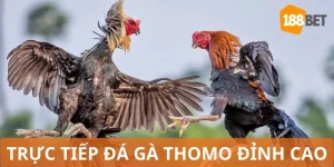 đá gà thomo trực tiếp