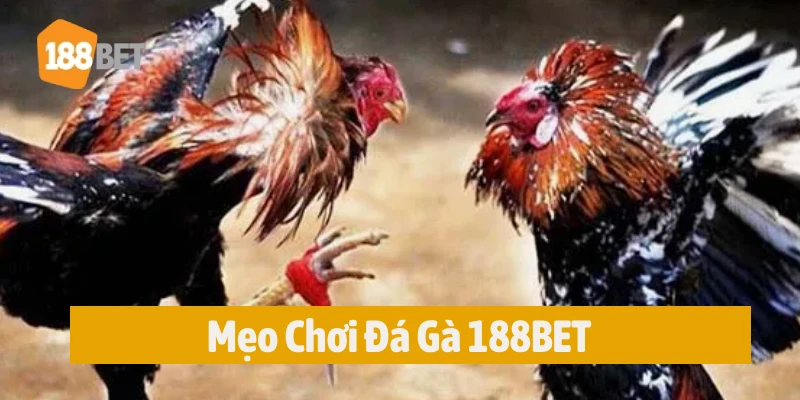 Kinh nghiệm chinh phục đá gà 188BET 