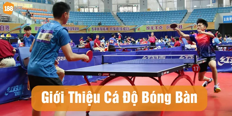 Thông tin chung về cá độ bóng bàn