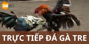 trực tiếp đá gà