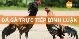 trực tiếp đá gà bình luận