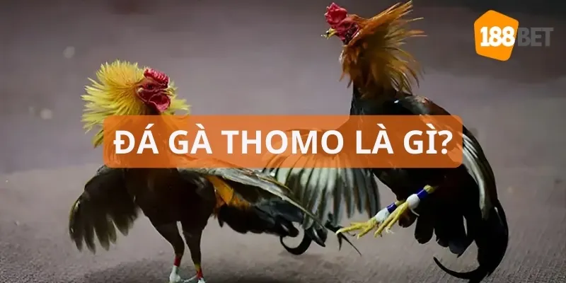 Đá gà Thomo mang tới những trận đấu hấp dẫn gay cấn bậc nhất 