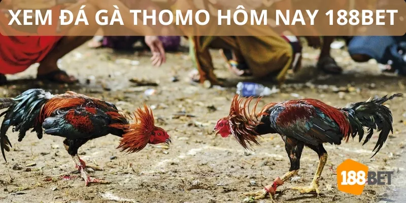 Xem đá gà Thomo hôm nay với nhà cái 188Bet uy tín an toàn 