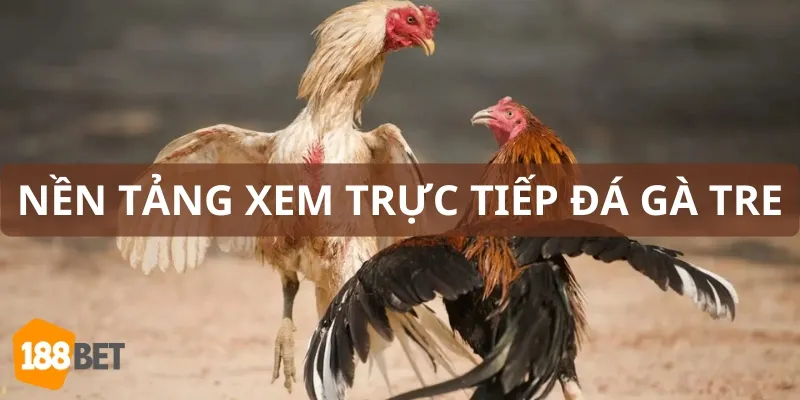 Nền tảng trực tiếp đá gà tre chất lượng giúp theo dõi ngay tại nhà 